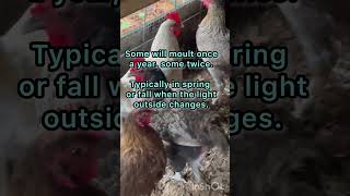 What is moulting raisingchickens raisingturkeys homesteading chicken farmlife microfarm [upl. by Kallista]