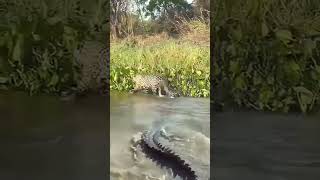 The crocodile is trying to hunt the jaguars cub crodile crocodille wildlife [upl. by Kelila]