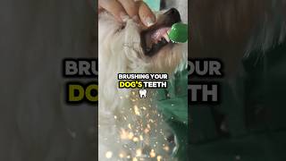 Quick Guide How to Brush Your Dogs Teeth shorts pethealth dog [upl. by Elleinahc]