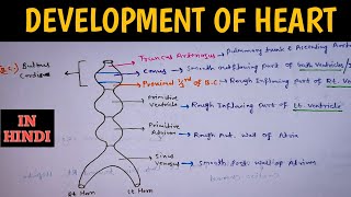 Development of Heart Embryology  Heart Tube Development  Heart Embryology [upl. by Kirit700]