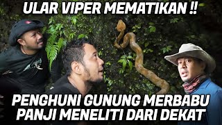 IDENTIFIKASI ULAR VIPER GUNUNG DI LERENG MERBABU [upl. by Chariot]