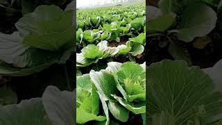 farming subscribe karo channel [upl. by Anedal]