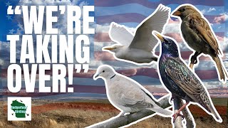 5 Birds that Conquered the United States [upl. by Alvy]