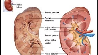 Medical Video Lectures RenalKidney Anatomy amp Physiology By NEPHROLOGIST [upl. by Lore]