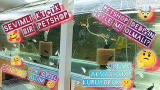 SEVİMLİ AKVARYUM BALIK PETSHOP SHOWROOM  PETSHOP BÖYLE OLMALI ÜRETİM AKVARYUMU KURUYORUMhobidiy [upl. by Niko]