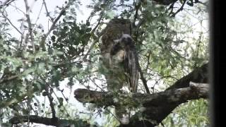 Great Horned Owls and One Coopers Hawk [upl. by Aslam]