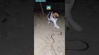 Cat VS snake  catvssnake snake cat animals catlover sadhikrupadigital shorts [upl. by Eecyac]