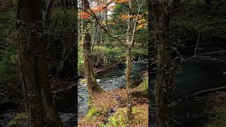 yudakifalls nikko autumn autumncolors japan waterfall nature 湯滝 滝 日光 秋 fallcolors 紅葉 [upl. by Isis]