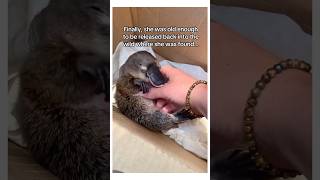 Platypus baby saved wholesome animal [upl. by Leirza]