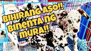 BIHIRANG ASO BINENTA NG MURA SA PASIG PET MARKET March 9 2024 [upl. by Ranger879]