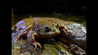 LA RANA TELMATOBIUS en BOLIVIA [upl. by Navnod]