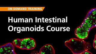 OnDemand Training Human Intestinal Organoid Course [upl. by Harragan]