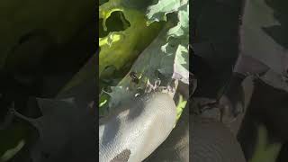 A ladybug nursery 🐞Ladybugs are helpers eating up aphids on the crops farmtotable organic [upl. by Esele]