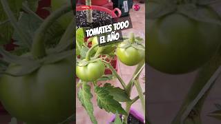 Cómo Cultivar Tomates 🍅🍅 Todo El Año Cultivo En Macetas Con Muchos Éxitos Seguros shorts [upl. by Aizatsana]