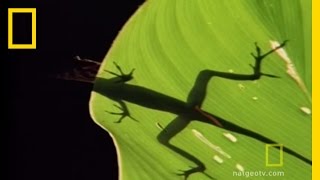 Anolis Lizard Love  National Geographic [upl. by Nigam]