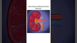 How Blood is FILTERED by the Kidneys [upl. by Dustan]