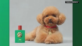 Dolce and Gabbana sells dog perfume for over 100 [upl. by Oz]