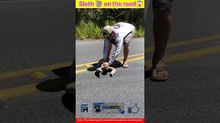 Sloth 🦥 on the road 😱shorts [upl. by Ronel650]