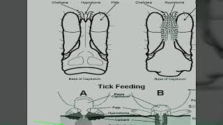 BOOPHILUS TICK [upl. by Rochus192]