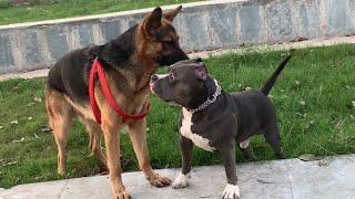 Pitbull vs German Shepherd Real Fight  Pitbull vs German Shepherd Fight [upl. by Parker811]