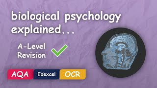 What is Biological Psychology Alevel Revision Themes in Psychology Explained [upl. by Estella]