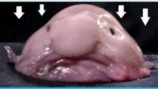 The blob fish [upl. by Kevyn360]