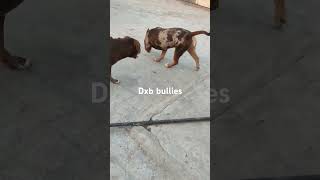 pet bully dog pitbull rottweiler feedshorts doglover ytshorts pets [upl. by Proudman]