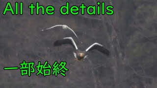 eagle hunts fish  山本山オオワシ3分ハンティング狩りの一部始終  野鳥 wild birds [upl. by Berman]