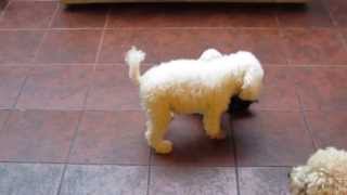 Caniche Toy Super divertidos [upl. by Freddi]