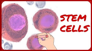 Stem Cells  Classification and Morphology [upl. by Biebel]