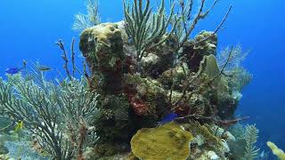 Channel diving with a Surprise at the end  Roatan  62824 [upl. by Eirok]