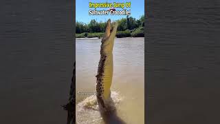 Powerful Jump of a Saltwater Crocodile [upl. by Enialed]