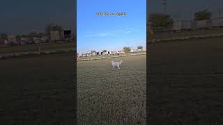 My Pyrenees puppy ignores a Bicyclist [upl. by Dafodil]