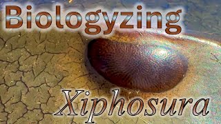 Biologyzing a Preserved Horseshoe Crab Xiphosura [upl. by Reuben539]