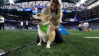 Detroit Lions 2024 Corgi Cup Halftime Race [upl. by Illona503]