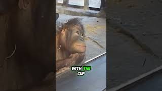 Watch This Monkeys Reaction To A Magic Trick [upl. by Scornik]