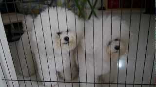 Dogs  Bichon Frise Barking at Angry Birds [upl. by Adnoral]