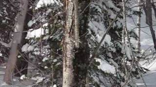 Extreme ski at Le Massif  Mont a liguori  95cm of powder snow [upl. by Anon]