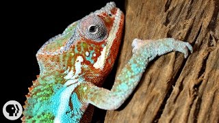 Natures Mood Rings How Chameleons Really Change Color  Deep Look [upl. by Ramsay135]