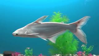 Sharks Selachimorpha Fish [upl. by Saphra]