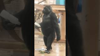 Beautiful bipedal female gorilla🩷gorilla ai [upl. by Reynard49]