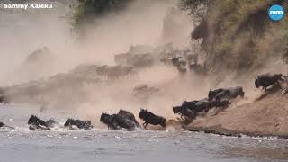 The Great Wildebeest Migration at Masai Mara [upl. by Iyre144]