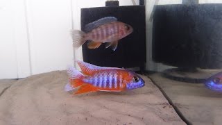 MALAWI CICHLIDS AULONOCARA JACOBFREIBERGI EUREKA SELECT [upl. by Bernita234]