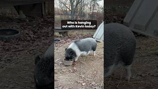 Who is Kevin’s house guest today 🐈 🐖 pigs minipigs animalrescue [upl. by Anier]