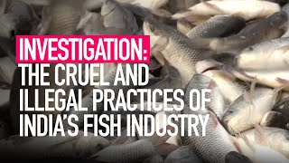 INVESTIGATION The Cruel and Illegal Practices of Indias Fishing Industry [upl. by Serena]