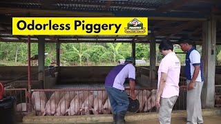 FeedproTV Odorless Cemented Piggery [upl. by Merdith]