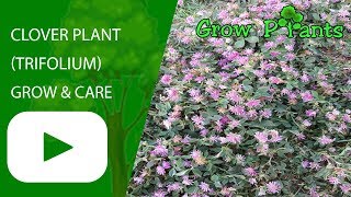 Clover plant  Growing Trifolium [upl. by Muslim]