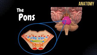 Pons  External and Internal White amp Grey matter  QUIZ  Anatomy [upl. by Isabeau]