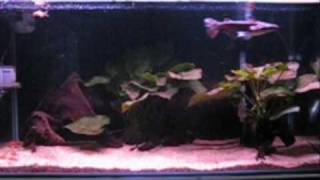 Feeding clip of my Ageneiosus marmoratus aka Guyana slope head catfish [upl. by Persas]