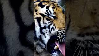 Tiger Sound [upl. by Ranita]